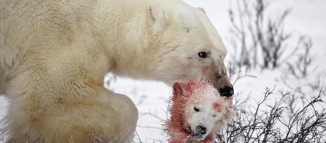 Τραγωδία στον Καναδά: Πολική αρκούδα κατασπάραξε 31χρονο- Σώθηκαν τα παιδιά του