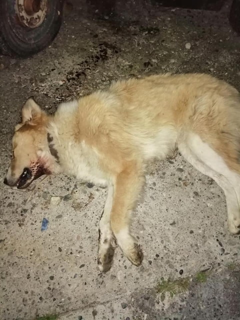 Πάλι φόλες στη Νάουσα! Πέθανε σκυλίτσα με φρικτό τρόπο στην περιοχή  Αγ. Δημητρίου
