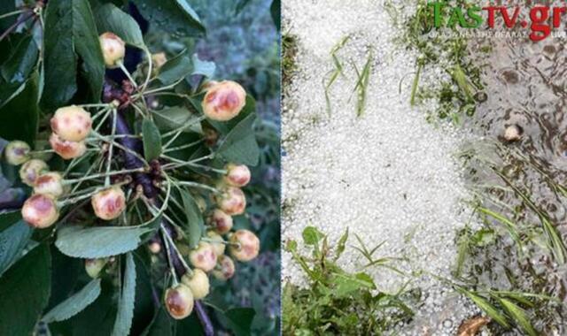 Σφοδρή χαλαζόπτωση προκάλεσε ζημίες στα κεράσια περιοχών της Εδεσσας και στο Αμύνταιο Φλώρινας