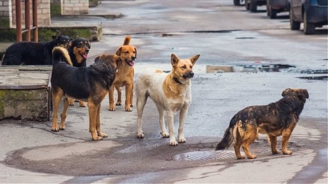 Ελέγχους για την εφαρμογή της νομοθεσίας  που αφορά δεσποζόμενα ζώα συντροφιάς