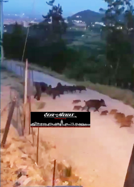 ΚΟΠΑΔΙ ΑΓΡΙΟΓΟΥΡΟΥΝΑ ΔΙΠΛΑ ΣΤΗ ΝΑΟΥΣΑ!!! ΒΙΝΤΕΟ