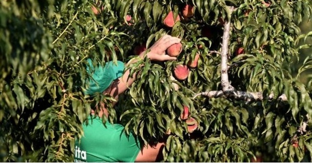 Aγρότης στην Πέλλα πέθανε την ώρα που μάζευε ροδάκινα
