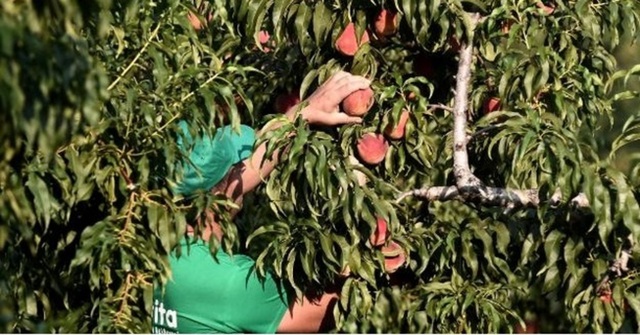 Aγρότης  στην Πέλλα πέθανε την ώρα που μάζευε ροδάκινα