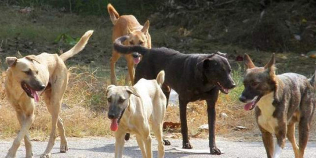 Αδέσποτος σκύλος επιτέθηκε και δάγκωσε συμπολίτη μας μπροστά από το καφέ ΝΕΟΝ!