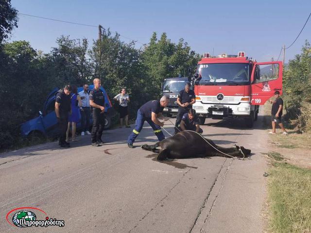 Σύγκρουση αλόγου με ΙΧ έξω από την Βέροια