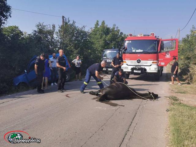 Σύγκρουση αλόγου με ΙΧ έξω από την Βέροια 