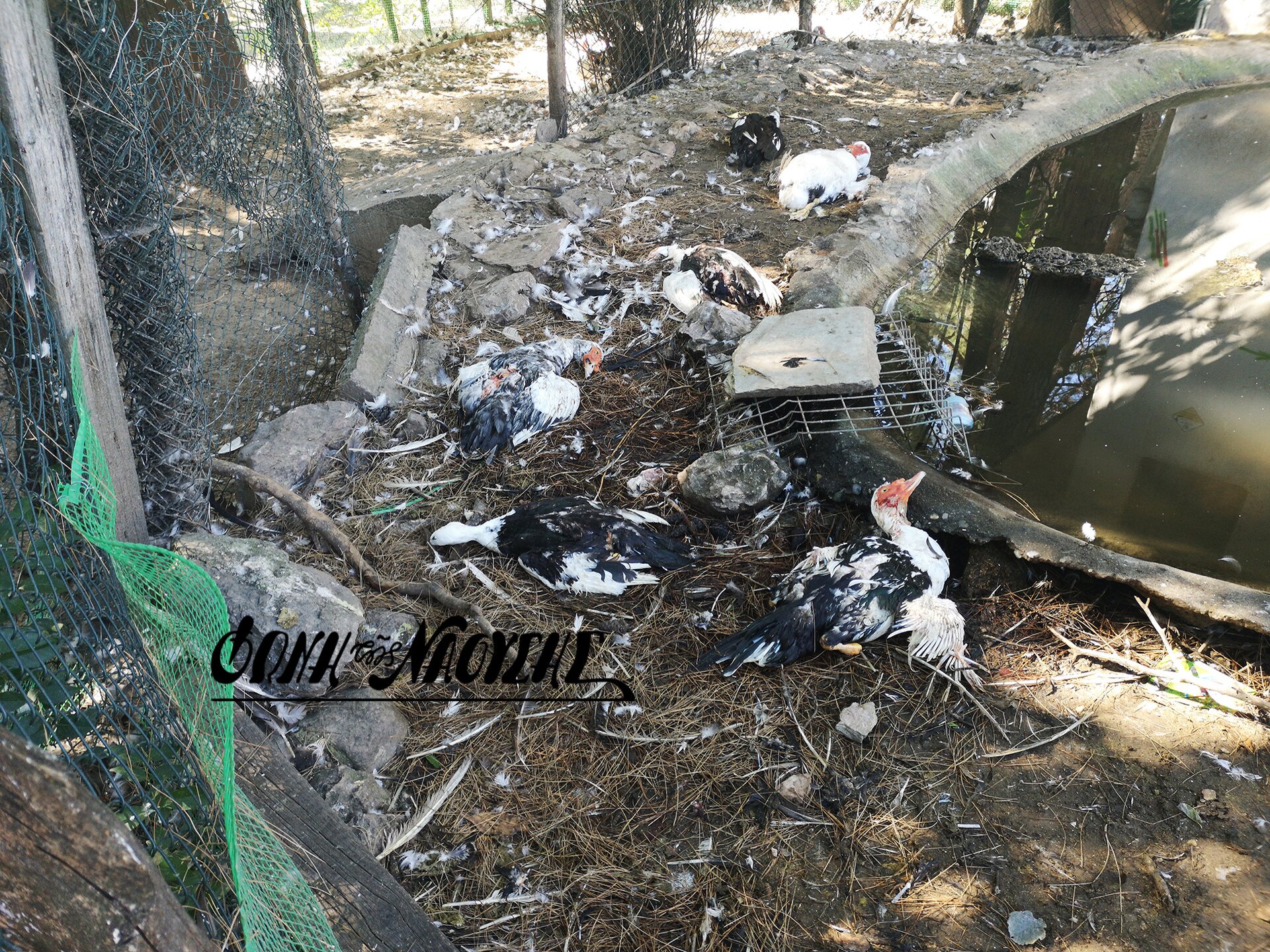 'Αρρωστημένα μυαλά' σκότωσαν χηνόπαπιες με σιδερένιο αντικείμενο στο πάρκο της Νάουσας - Βίντεο