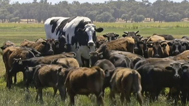 Αυστραλία: Δείτε την αγελάδα γίγαντα που ζυγίζει όσο ένα Golf