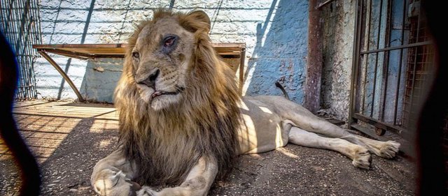 Ανατριχιαστικές εικόνες από ζωολογικό κήπο της Αλβανίας- Άρρωστα και υποσιτισμένα ζώα 