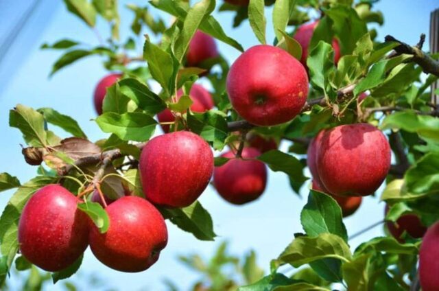 'Παράθυρο' Γεωργαντά για de minimis σε μηλοπαραγωγούς